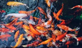 Những Vấn Đề Hay Gặp Phải Khi Nuôi Cá Koi