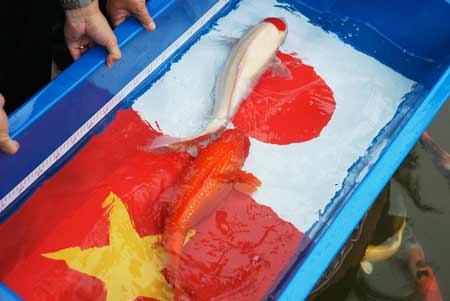 thiết kế hồ cá koi Quảng Ninh
