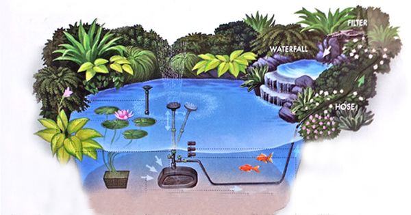 cây cảnh trồng hồ koi 