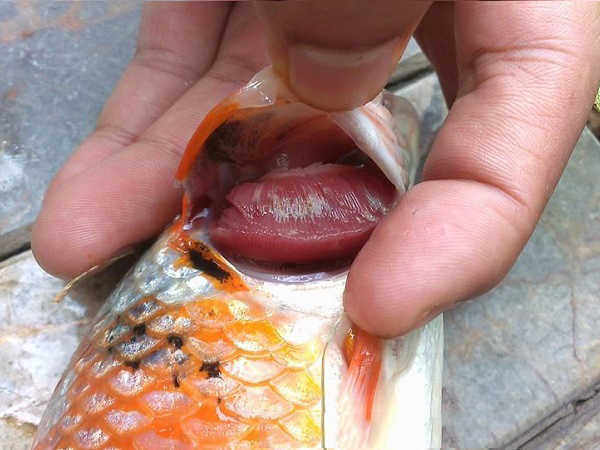 điều trị bệnh cá koi