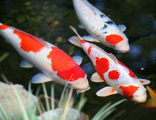 khí NH3 trong hồ cá koi