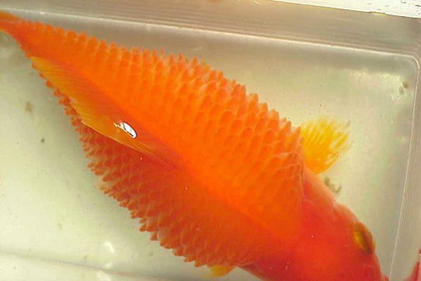 Bệnh xù vảy ở cá koi 