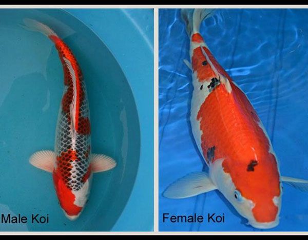 phân biệt cá koi đực và cá koi cái