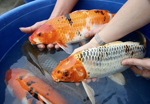 cách điều trị cá koi bro ăn 