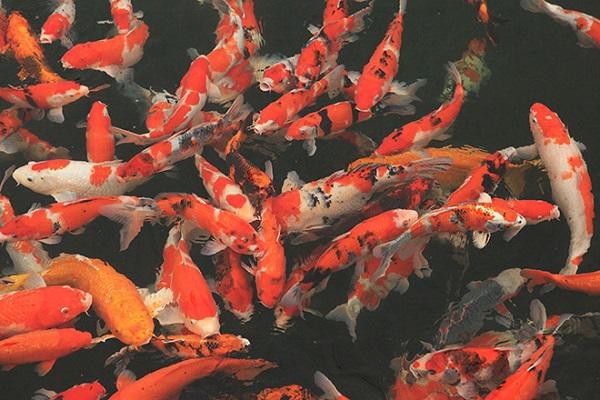 chọn cá koi qua nguồn gốc