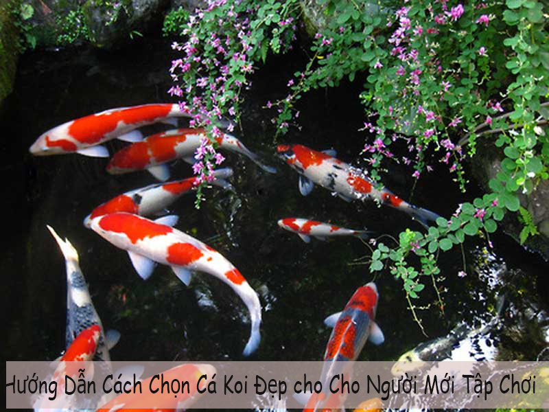 Hướng dẫn cách chọn cá koi Nhật cho người mới bắt đầu