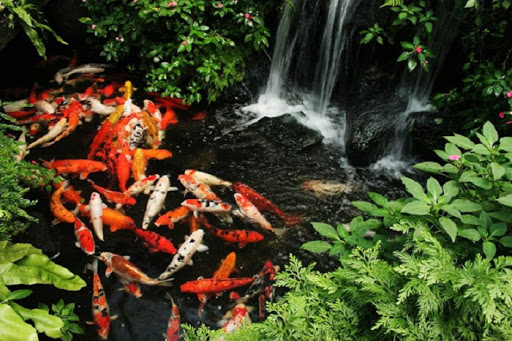 đảm bảo môi trường sống cho cá koi