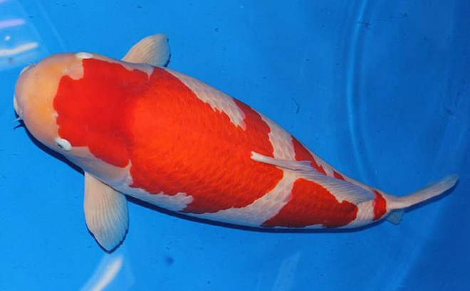 Cá Koi Nhật Đẹp