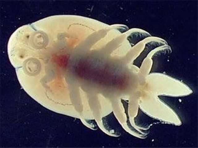 Điều trị bệnh rận cá koi