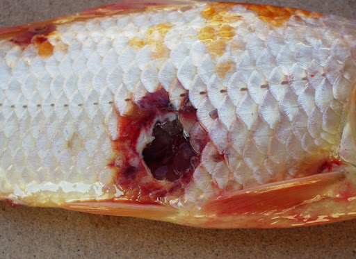 Bệnh lở loét cá koi 