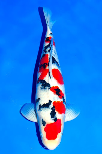 dòng koi sanke