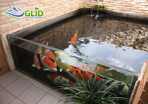 hồ cá koi kính hà nội