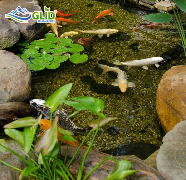  top 5 loại cây thường được dùng trong trang trí hồ cá koi.