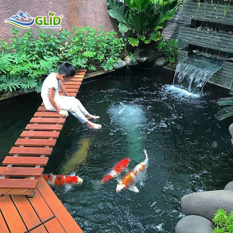 oxy hòa tan cho hồ cá koi