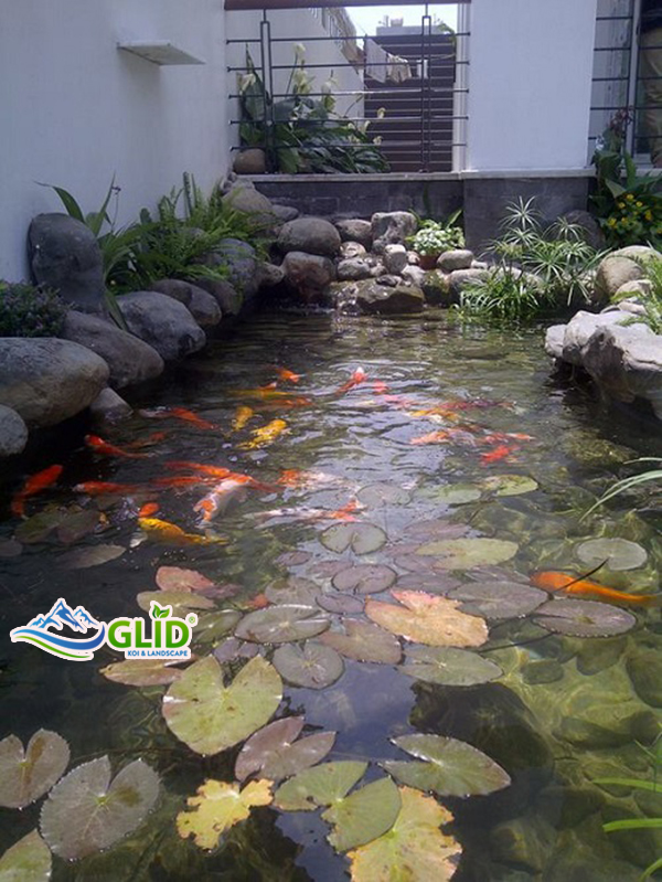 Có nên trồng cây thủy sinh cho hồ cá koi hay không