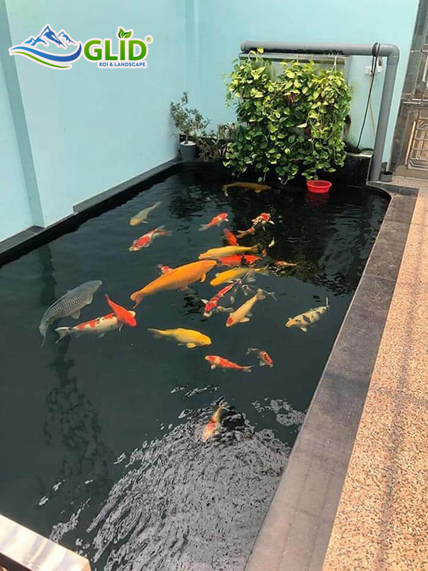 Thiết Kế Thi Công Hồ Cá Koi Hông Nhà Đẹp Cho Biệt Thự