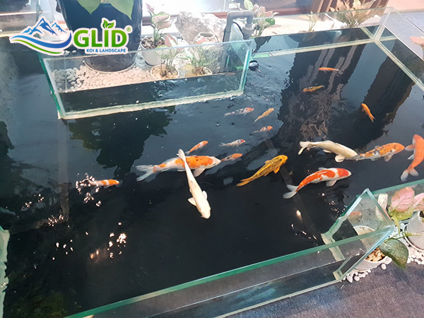 hồ cá koi kính hiện đại