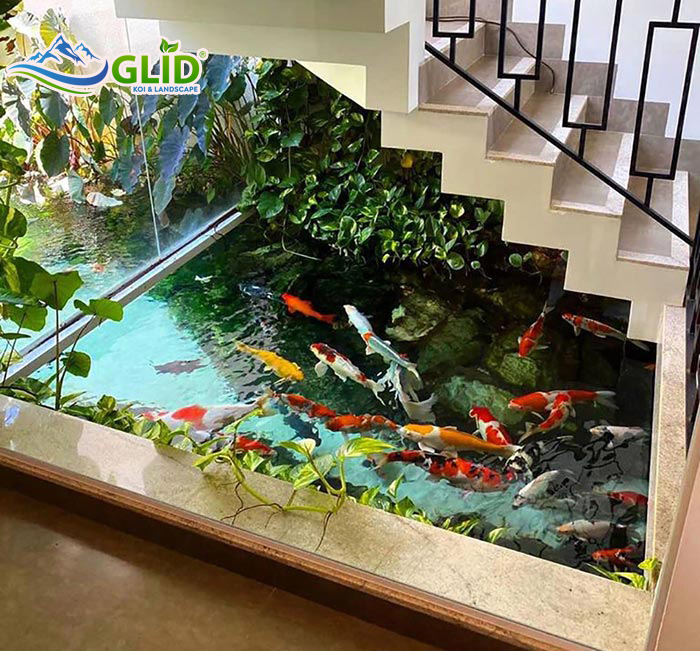 thiết kế hồ cá koi trong nhà cần lưu ý những gì
