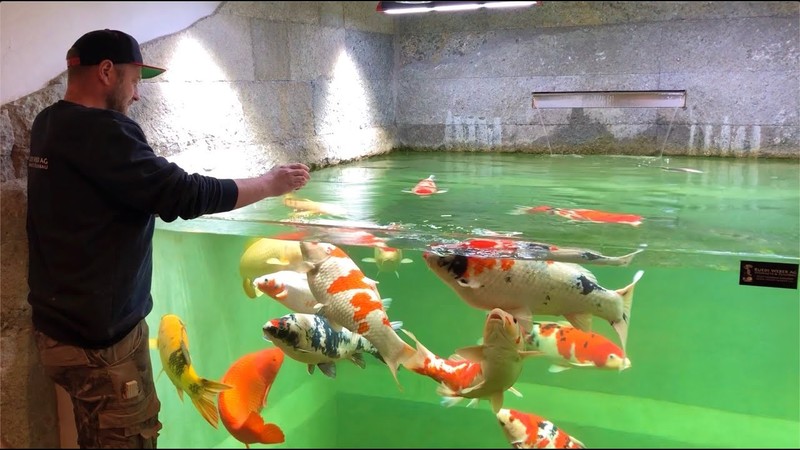 Thi công hồ cá koi trong nhà cần đúng phong thủy
