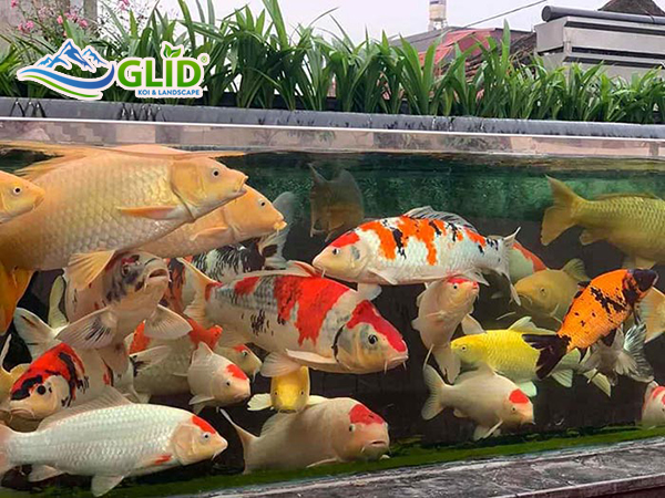 thi công hồ cá koi kính hà nọi