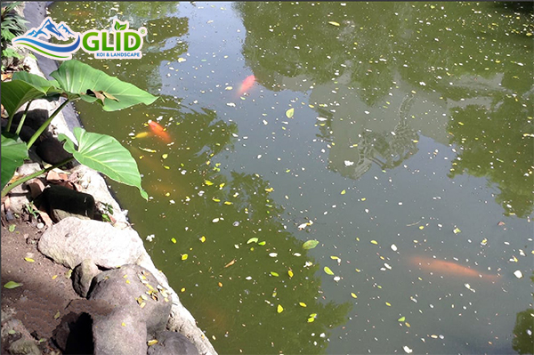 nước hồ koi bị vàng