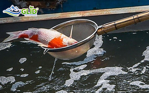 xử lý hồ cá koi bị bọt