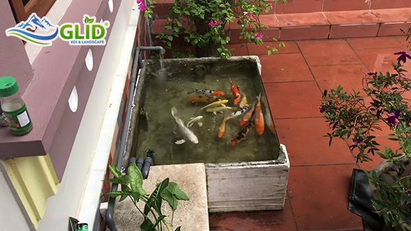 làm hồ koi bằng thùng xốp