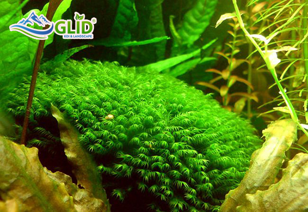 cây thủy sinh trồng hồ cá koi