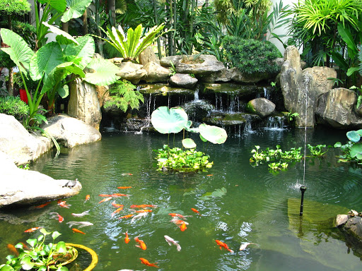 nước hồ koi bị vàng
