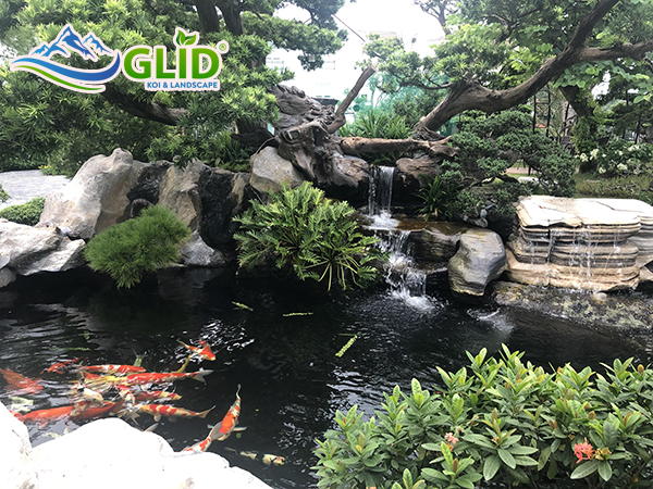 oxy hòa tan cho hồ cá koi