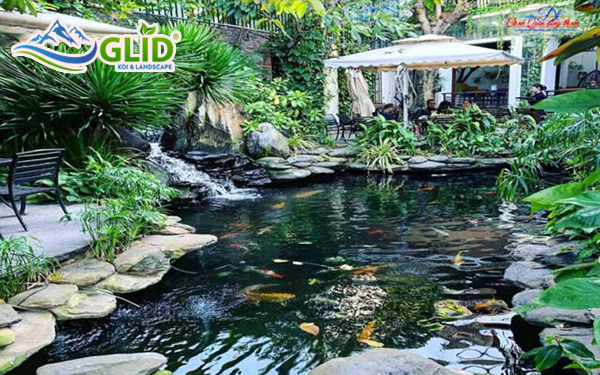 Có nên trồng cây thủy sinh cho hồ cá koi hay không