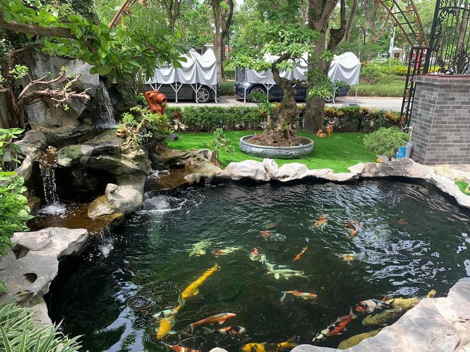 Thiết kế thi công hồ koi sân vườn