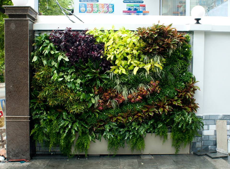 Thi công tường cây thật 
