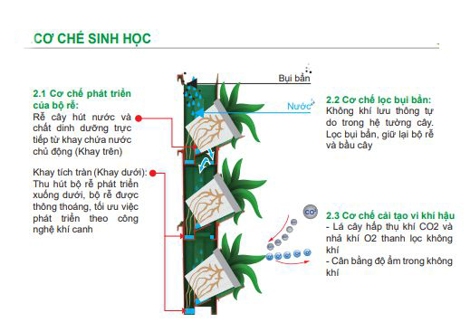 thi công tường cây