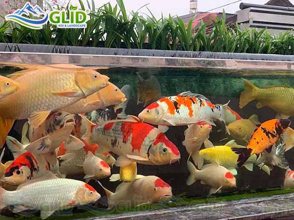 Hướng dẫn làm bể cá koi bằng kính đẹp