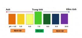 Đâu Là Độ pH Lý Tưởng Cho Cá Koi Sinh Sống