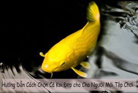 Hướng Dẫn Cách Chọn Cá Koi Đẹp, Không Bệnh Tật Cho Người Mới Tập Chơi