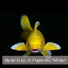 Vây Bơi Cá Koi, Có Ý Nghĩa Như Thế Nào?