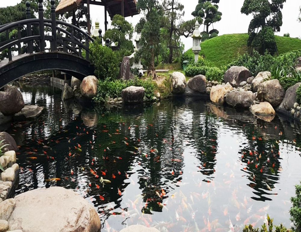 vệ sinh hồ cá koi chuẩn