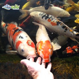 Cá Koi Bỏ Ăn Nên Điều Trị Như Thế Nào?