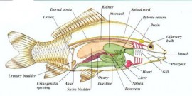 Cho Cá Koi Ắn Nhiều Có Tốt Không?
