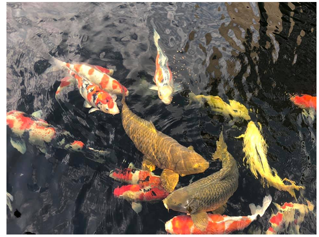 thiết kế hồ cá koi sân vườn