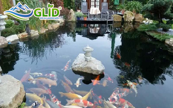 rải sỏi cho hồ cá koi