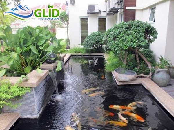 hệ lọc hồ cá koi có quan trọng không