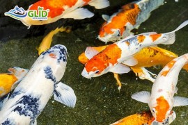 Cách Điều Trị Cá Koi Tụt Nhớt Đơn Giản Và Hiệu Quả