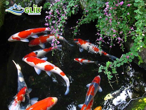 Dinh dưỡng cá koi quan trọng như thế nào?