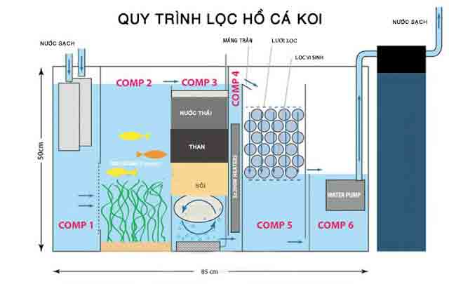 nước hồ koi bị vàng