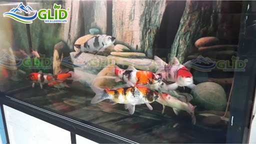 hồ cá koi bằng kiếng