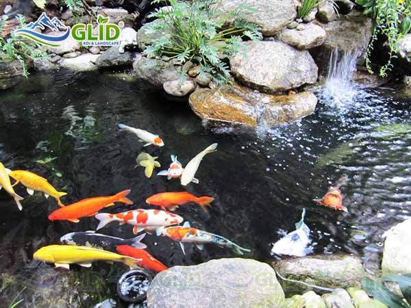 Hướng dẫn làm hồ cá koi đẹp nhất Việt Nam