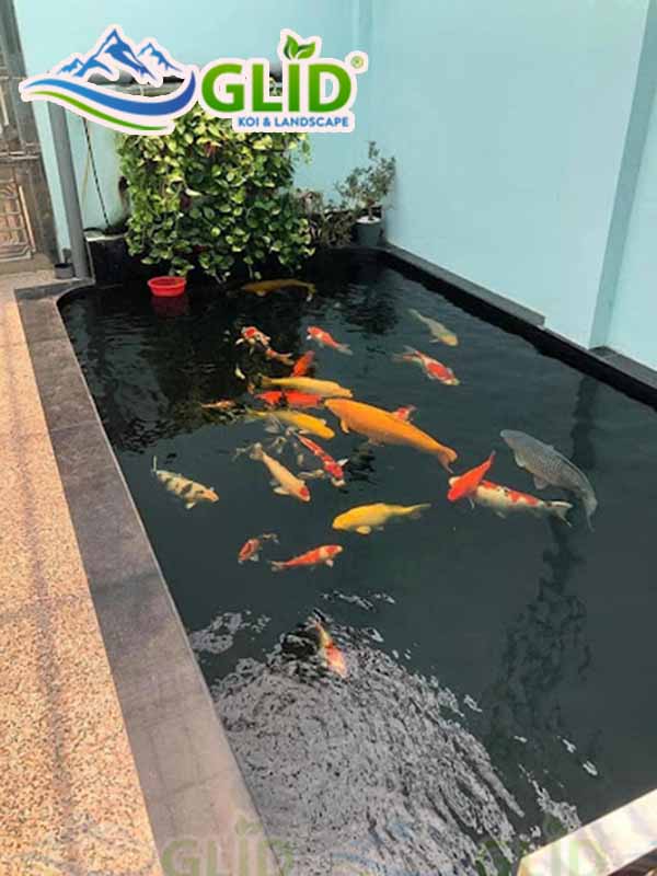 Lưu ý khi thiết kế hồ cá koi mini trên sân thượng